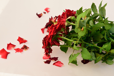 Red roses,soft focusの写真素材