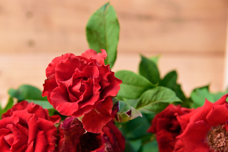 Red roses,soft focusの写真素材