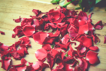 Red roses,soft focusの写真素材