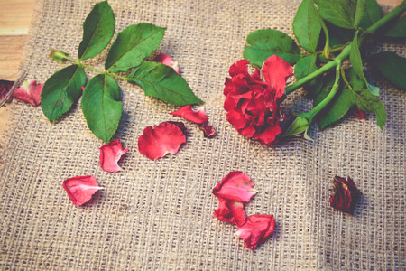 Red roses,soft focusの写真素材