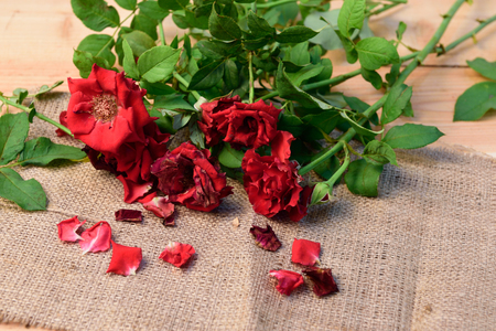Red roses,soft focusの写真素材
