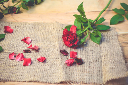 Red roses,soft focusの写真素材