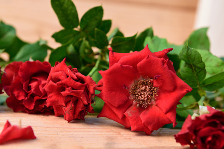 Red roses,soft focusの写真素材