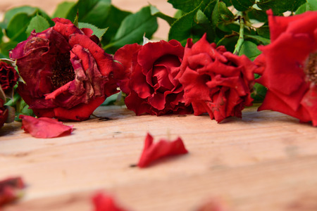 Red roses,soft focusの写真素材