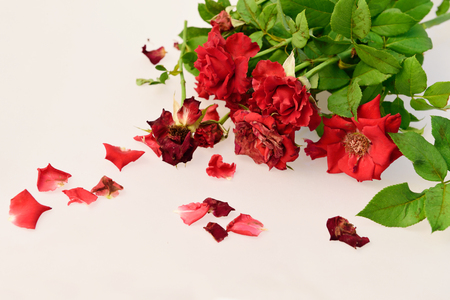 Red roses,soft focusの写真素材