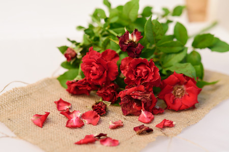 Red roses,soft focusの写真素材