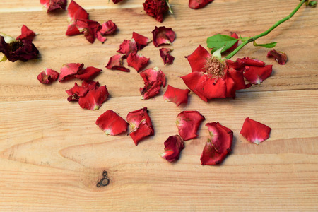 Red roses,soft focusの写真素材