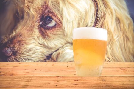A glass of beer rests on a wooden floor.の写真素材