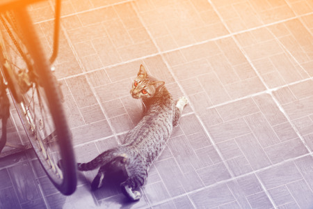 Cats as pets at home,Visually attractiveの写真素材