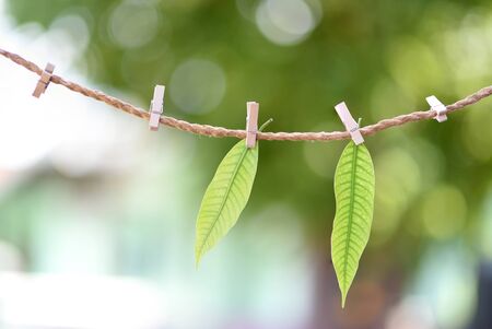 Rail clothespin leaves in the background.の写真素材