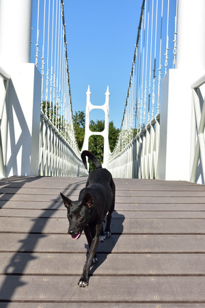 bridge,Public Bridge in Thailand A popular spot for weddingの写真素材