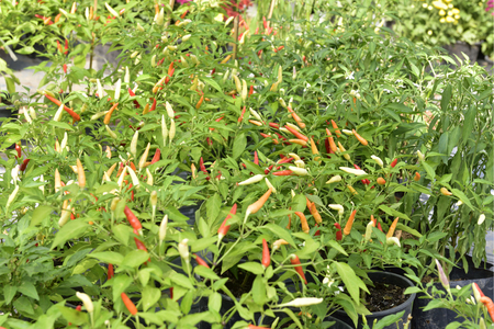 chilli Pepper Treeの写真素材