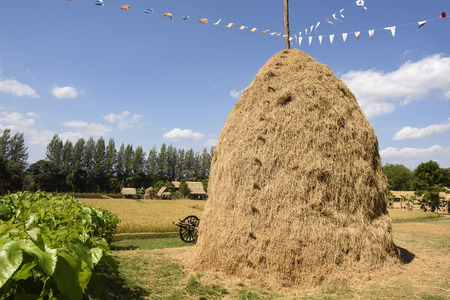 straw In the fieldの写真素材