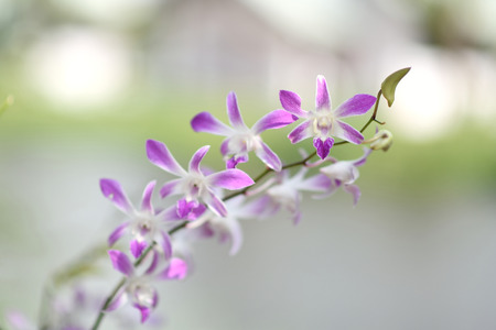 Orchid Blurred Backgroundの写真素材