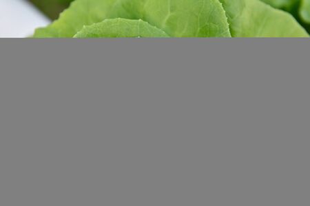 Vegetables hydroponics.