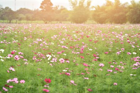 Cosmos flower gardenの写真素材