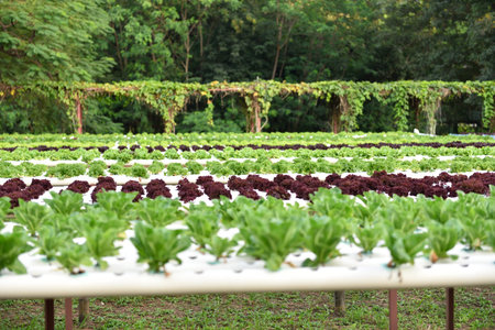Vegetables hydroponics,selective focus