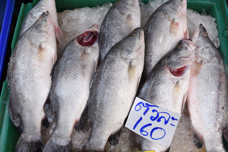 Sea bass for sale in the bazaar.の写真素材