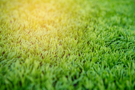 Green grass used for football matches.