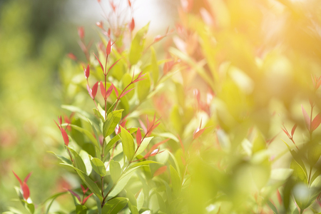 Soft shoots of green leaves in summer.の写真素材