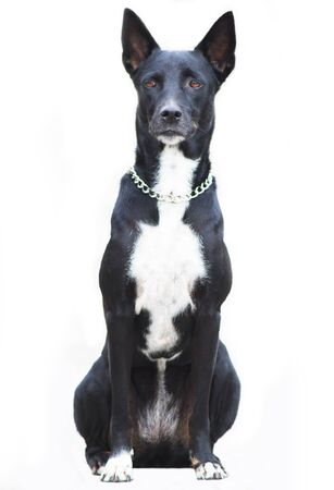 Black dog on white background isolatedの写真素材
