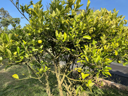 A lemon treeの写真素材