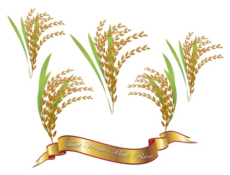  Thai white riceのイラスト素材