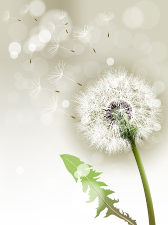 Vector Dandelionのイラスト素材