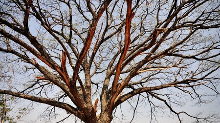 branches of a tree against the dark blue skyの写真素材