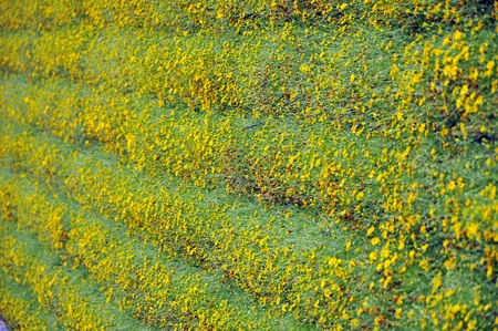 Marguerite Daisy or Thymophyllia Daisy backgroundの写真素材