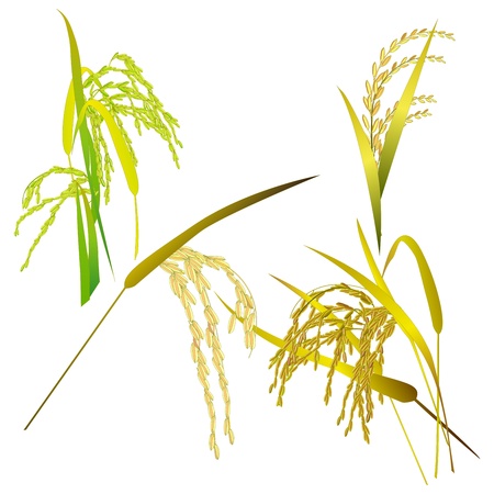 Rice grain paddy and leaf isolated on whiteのイラスト素材