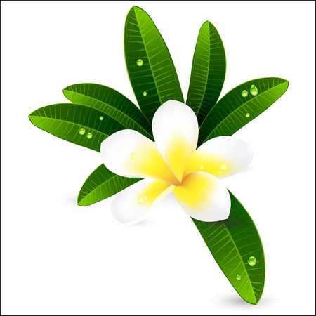White plumeria or Frangiapani with leaves illustrationのイラスト素材