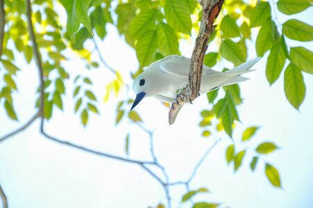 White ternの写真素材