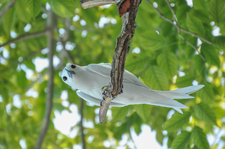 White tern on a branch