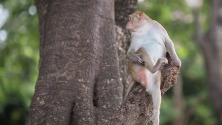 The monkey on the treeの写真素材