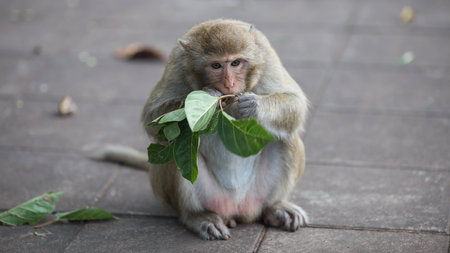 The monkey Eating leavesの写真素材
