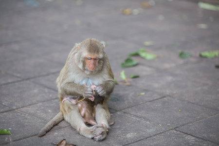 Monkey Monkey and Baby Monkey in the Gardenの写真素材