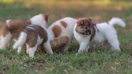 The dogs Eating foodの写真素材