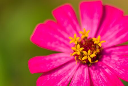 Closeup of a beautiful Pollen Chrysanthemum flower の写真素材