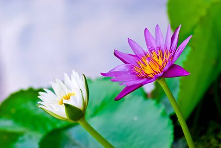 Purple Lotus and White Lotus in The Swamp の写真素材