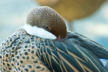 Duck farm in the Bahamas are spread wings,Thailandの写真素材
