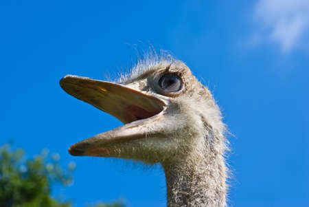 Close up The ostrich head in the farm の写真素材