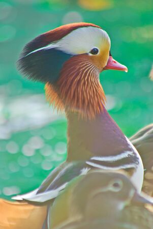 The Mandarin ducks have beautiful hair color, Aix galericulata の写真素材