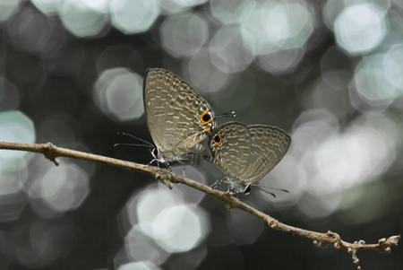 Blue butterfly species are bred and beautiful bokeh behind the scenes,Thailand の写真素材