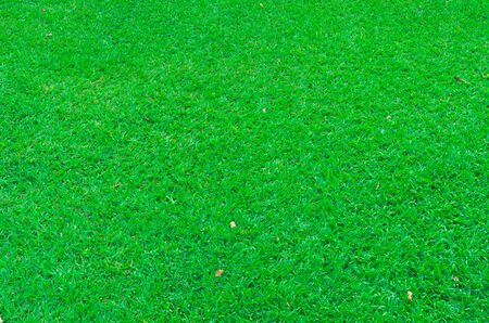 close up of green grassの写真素材