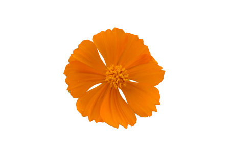 Beautiful yellow cosmos flower isolated on a white background の写真素材