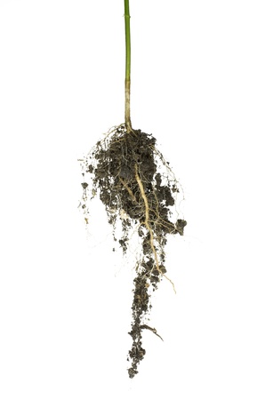 The root of the tree that can be isolated on a white background の写真素材