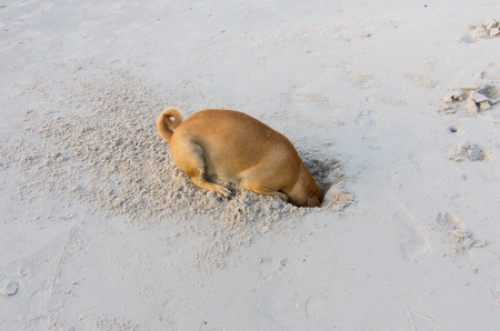 Funny Dog is digging hole on beach sandの写真素材