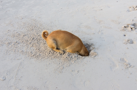 Funny Dog is digging hole on beach sandの写真素材