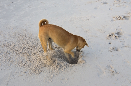 Funny Dog is digging hole on beach sandの写真素材